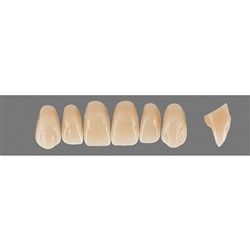 Vita Physiodens 3D, Upper, Anterior, Shade 2L25, Mould  T9L
