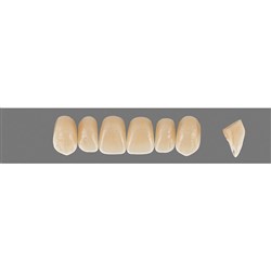 Vita Physiodens 3D, Upper, Anterior, Shade 4M1, Mould  T1S