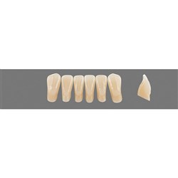Vita Vitapan 3D, Lower Anterior, Shade 5M1, Mould L5L