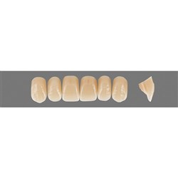 Vita Physiodens 3D, Upper, Anterior, Shade 5M2, Mould  Z1S