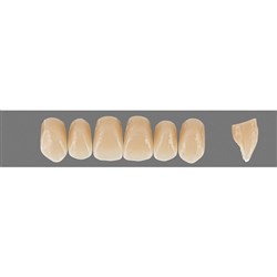 Vita Physiodens 3D, Upper Anterior, Shade 5M3, Mould T8L