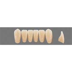 VITA Physiodens Classic, Lower Anterior, Shade B2, Mould L8L