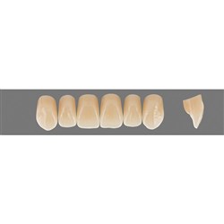 Vita Physiodens Classic, Upper, Anterior, Shade B2, Mould  T7M