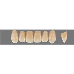 VITA Physiodens Classic, Upper Anterior, Shade B3, Mould O5L