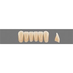 VITA Physiodens Classic, Lower Anterior, Shade B4, Mould L2M