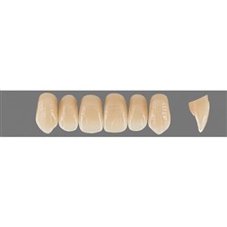 VITA Physiodens Classic, Upper Anterior, Shade B4, Mould O4L