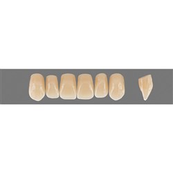 VITA Physiodens Classic, Upper Anterior, Shade B4, Mould T2S