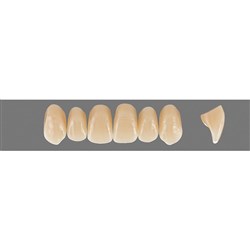 VITA Physiodens Classic, Upper Anterior, Shade C1, Mould O2L