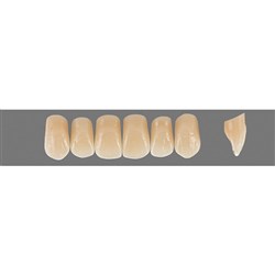 VITA Physiodens Classic, Upper Anterior, Shade C1, Mould O3M