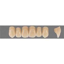 VITA Physiodens Classic, Upper Anterior, Shade C1, Mould O6L