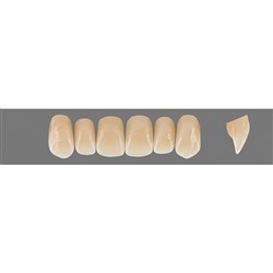 VITA Physiodens Classic, Upper Anterior, Shade C1, Mould T4M