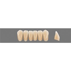 VITA Physiodens Classic, Lower Anterior, Shade C3, Mould L3M