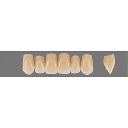 VITA Physiodens Classic, Upper Anterior, Shade D3, Mould T3M