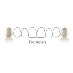 Coltene Componeer - Prefabricated Composite Shells - L Set - Upper Premolar - 14/24 - Enamel Universal, 2-Pack