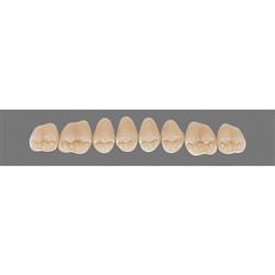 Vita Vitapan 3D, Upper Posterior, Cuspiform, Shade 2L25, Mould 44CU
