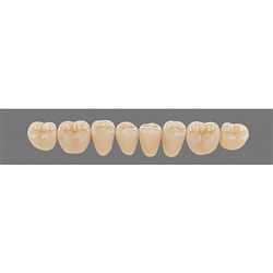 Vita Vitapan 3D, Lower, Posterior, Cuspiform, Shade 2M1, Mould 42CL