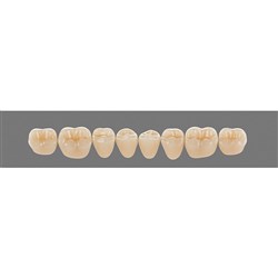 Vita Vitapan 3D, Lower, Posterior, Cuspiform, Shade 2M1, Mould 43CL