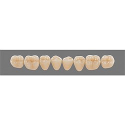 Vita Vitapan 3D, Lower, Posterior, Cuspiform, Shade 2M1, Mould 44CL