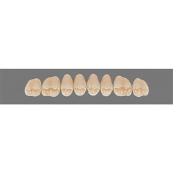 Vita Vitapan 3D, Upper, Posterior, Cuspiform, Shade 2M2, Mould 41CU