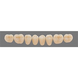 Vita Vitapan 3D, Lower, Posterior, Cuspiform, Shade 3L25, Mould 45CL