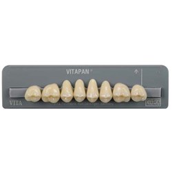 Vita Vitapan 3D, Upper, Posterior, Cuspiform, Shade 3M3, Mould 40CU