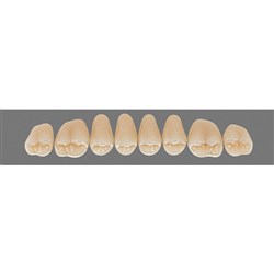 Vita Vitapan 3D, Upper, Posterior, Cuspiform, Shade 3M3, Mould 45CU