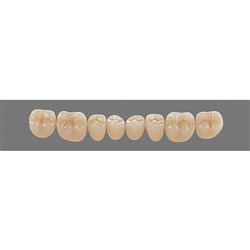 Vita Physiodens 3D, Lower, Posterior, Shade 4R25, Mould 20EL