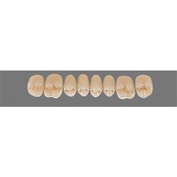 Vita Physiodens 3D, Upper, Posterior, Shade 4R25, Mould 20EU