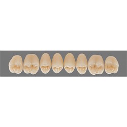 Vita Lingoform 3D, Upper, Posterior, Shade 0M3, Mould  24