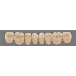 Vita Lingoform 3D, Lower, Posterior, Shade 2L25, Mould 24