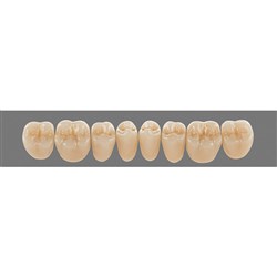 Vita Lingoform Lower, Posterior, Shade A1, Mould 23L