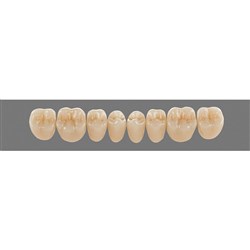 Vita Lingoform Lower, Posterior, Shade A2, Mould 22L