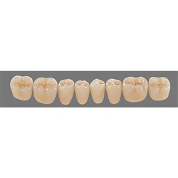 Vita Physiodens 3D Classic Lower, Posterior, Shade B2, Mould 25E