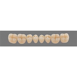 Vita Physiodens Classic, Lower Posterior, Shade B4, Mould 22E