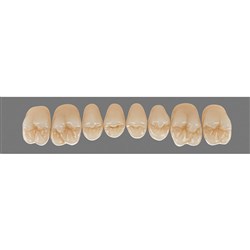 Vita Physiodens Classic, Upper Posterior, Shade B4, Mould 24E