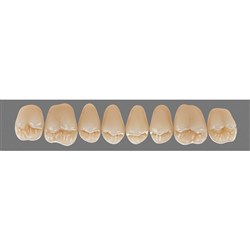 Vita Physiodens Classic, Upper Posterior, Shade C2, Mould 25E