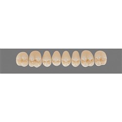 Vita Physiodens Classic, Upper Posterior, Shade D4, Mould 21E