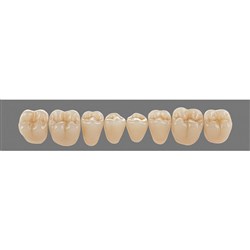 Vita Physiodens Classic, Lower Posterior, Shade D4, Mould 23E