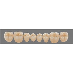 Vita Physiodens Classic, Lower, Posterior, Shade D4, Mould 24E
