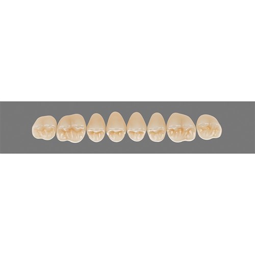 2M1 Upper 43CU Cuspiform