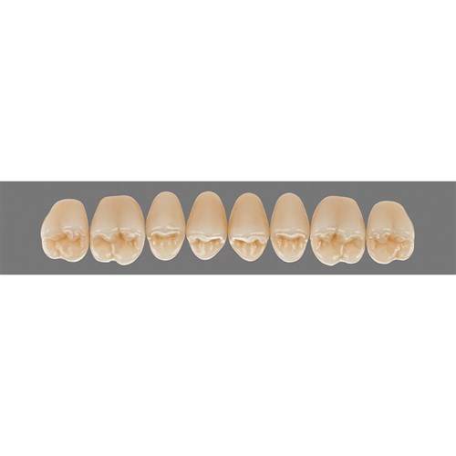 Upper 23L A35 Lingoform Teeth - Classical