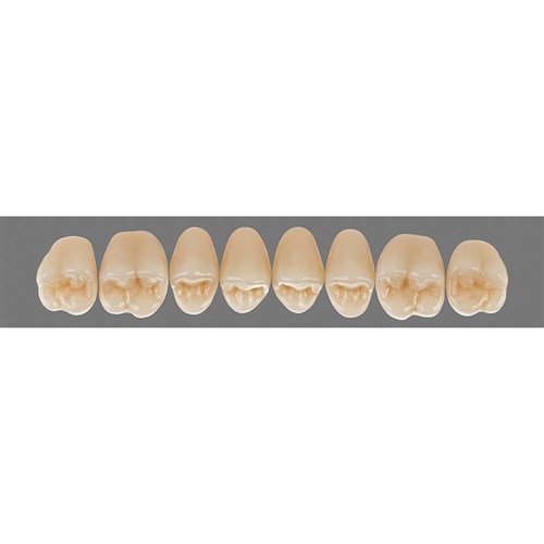 Upper 24L A4 Lingoform Teeth - Classical