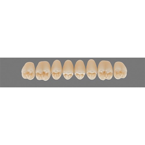 Upper 21L B2 Lingoform Teeth - Classical