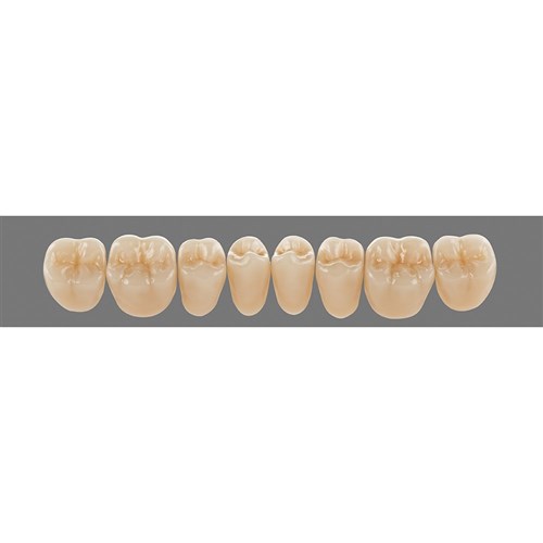 Lower 23L B2 Lingoform Teeth - Classical