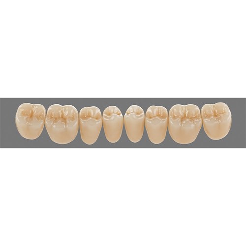 Lower 24L B3 Lingoform Teeth - Classical